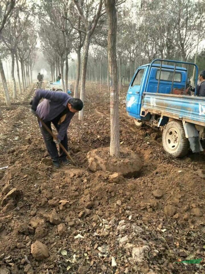 河北定州大规格精品栾树价格坚挺